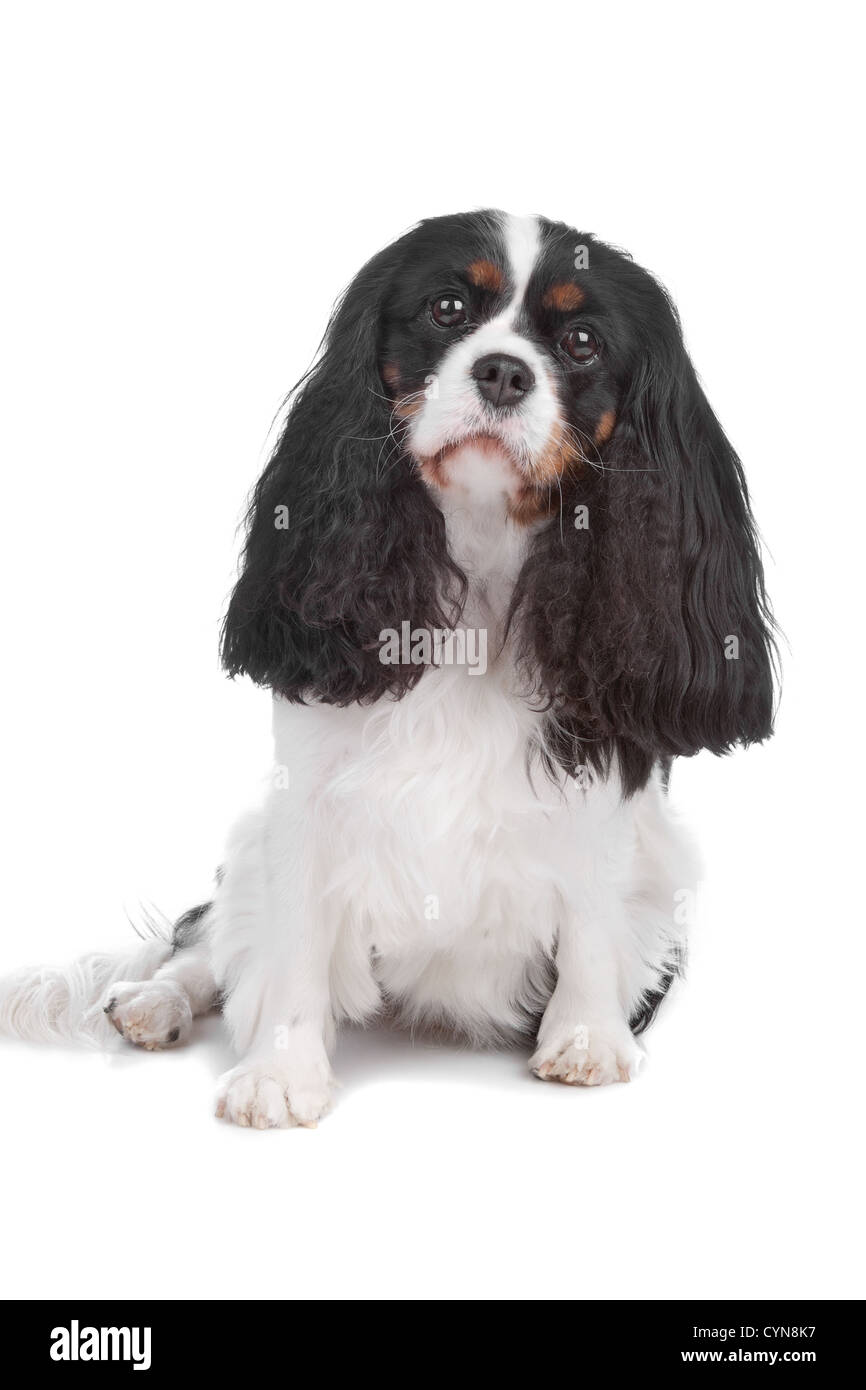 Cavalier King Charles Spaniel dog sitting, isolated on a white ...