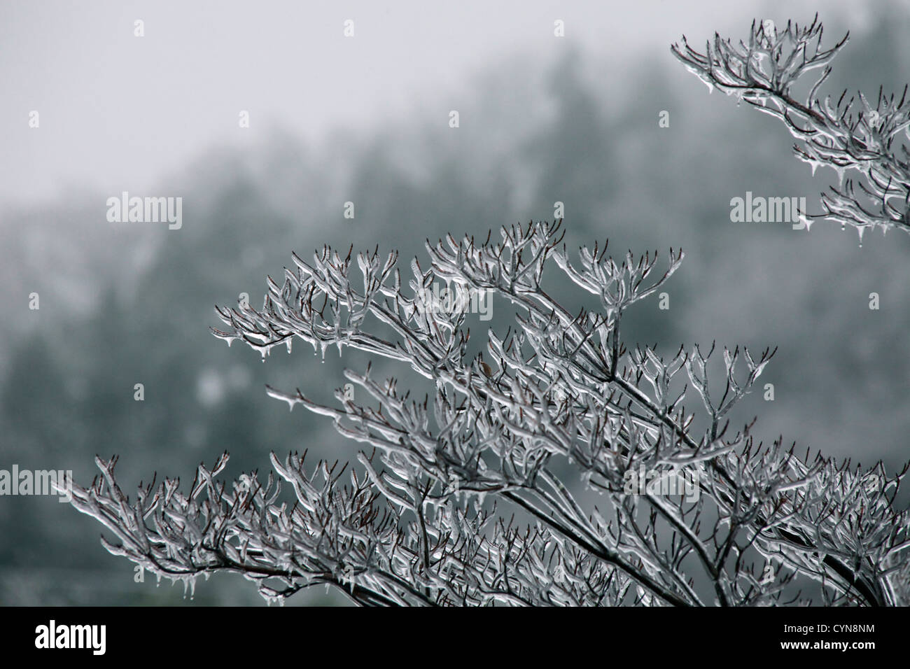 Freezing rain ice hi-res stock photography and images - Alamy