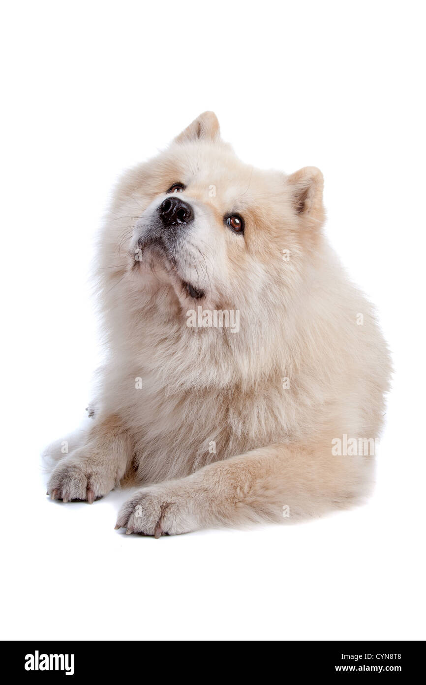 Cute mixed breed dog Chow-Chow and Samoyed lying and looking up, isolated on a white background Stock Photo