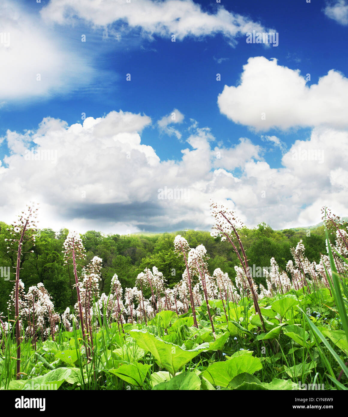 Green meadow mountain in hi-res stock photography and images - Alamy