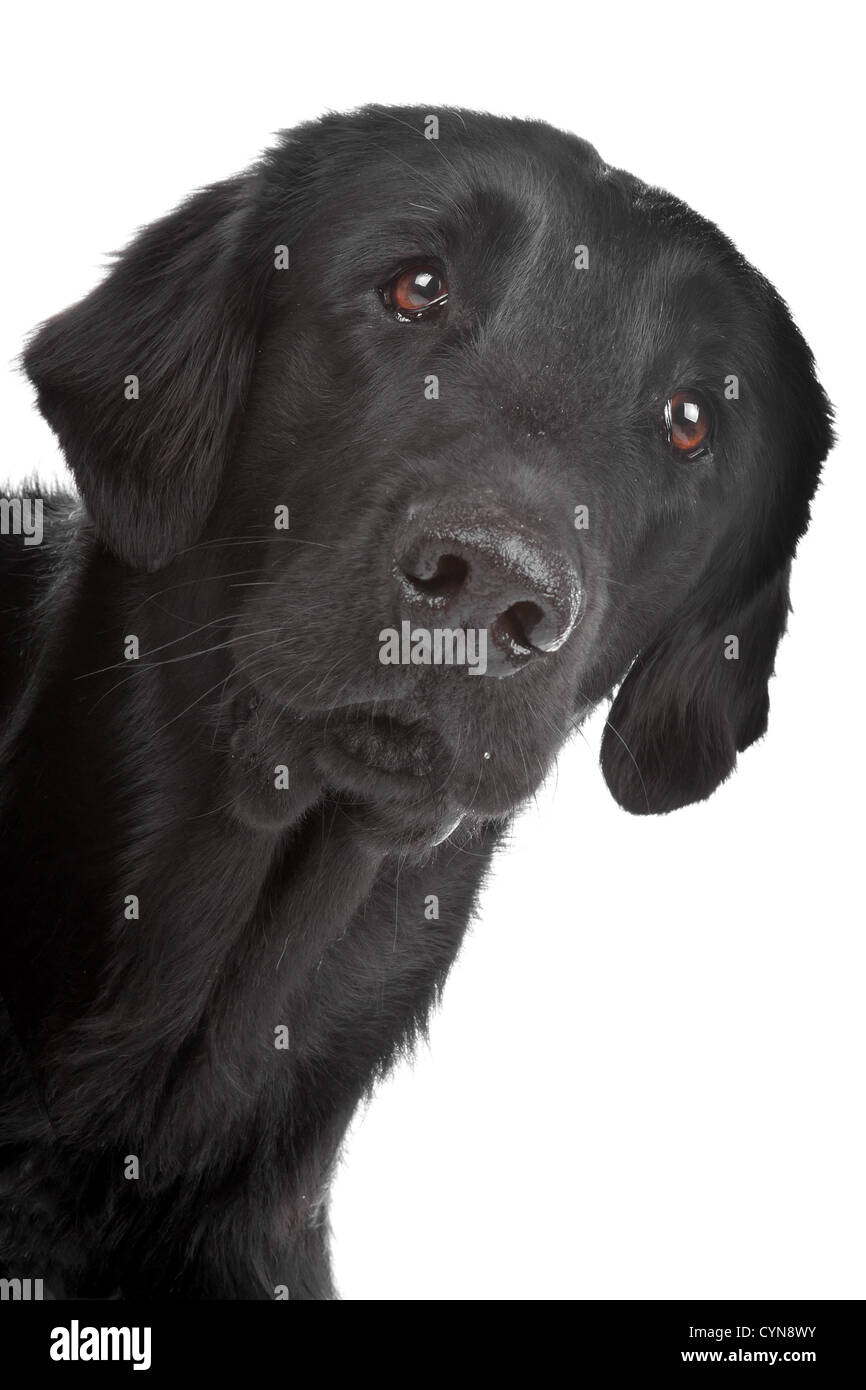 white flat coated retriever