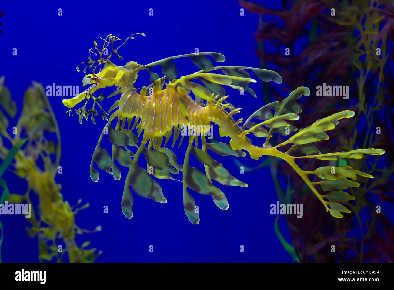 Leafy sea dragon photographed in Indonesia, 2009 Stock Photo