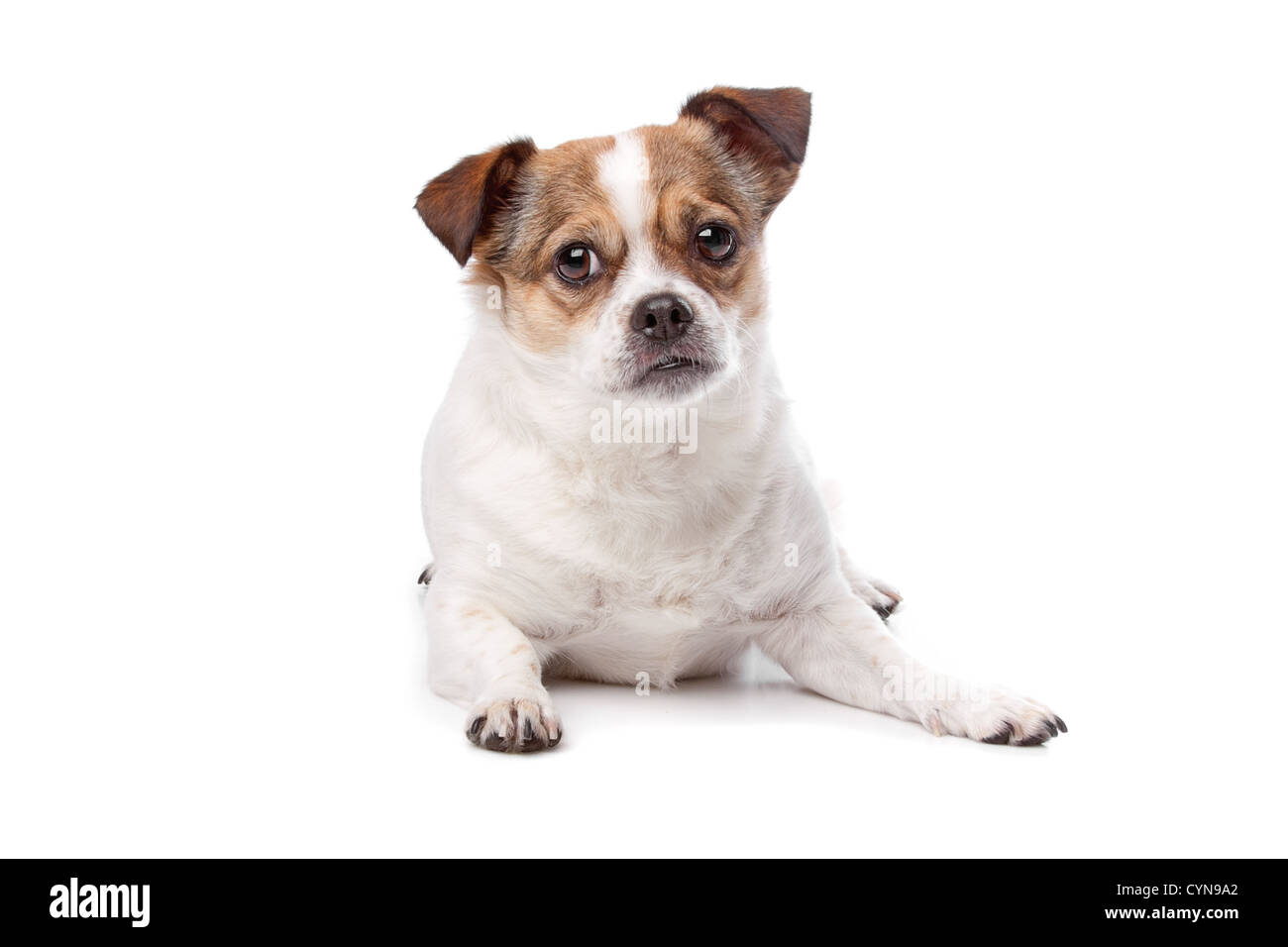 Cute mixed breed dog sitting against a white background Stock Photo - Alamy