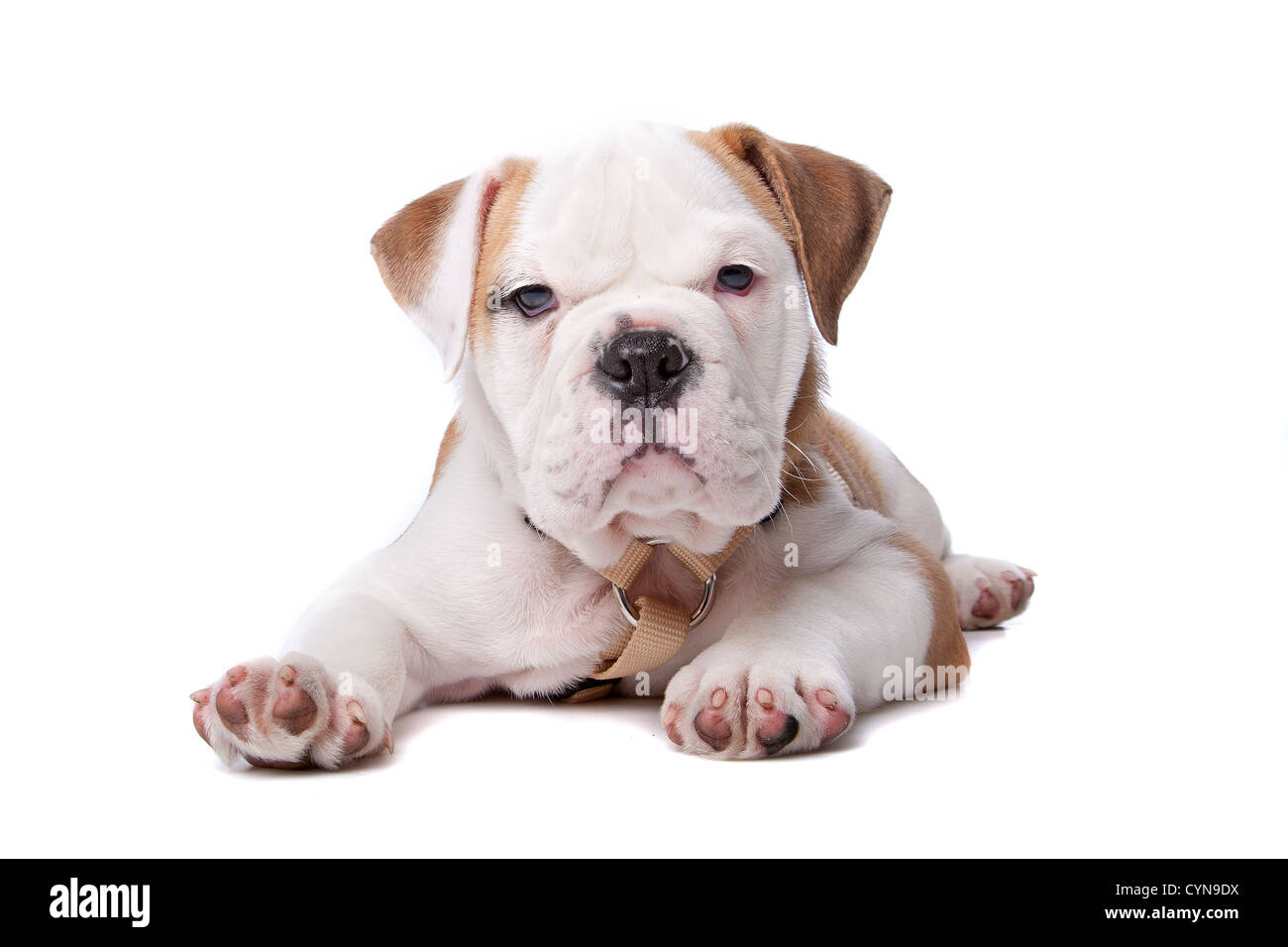 English Bulldog puppy lying down in front of white background Stock Photo