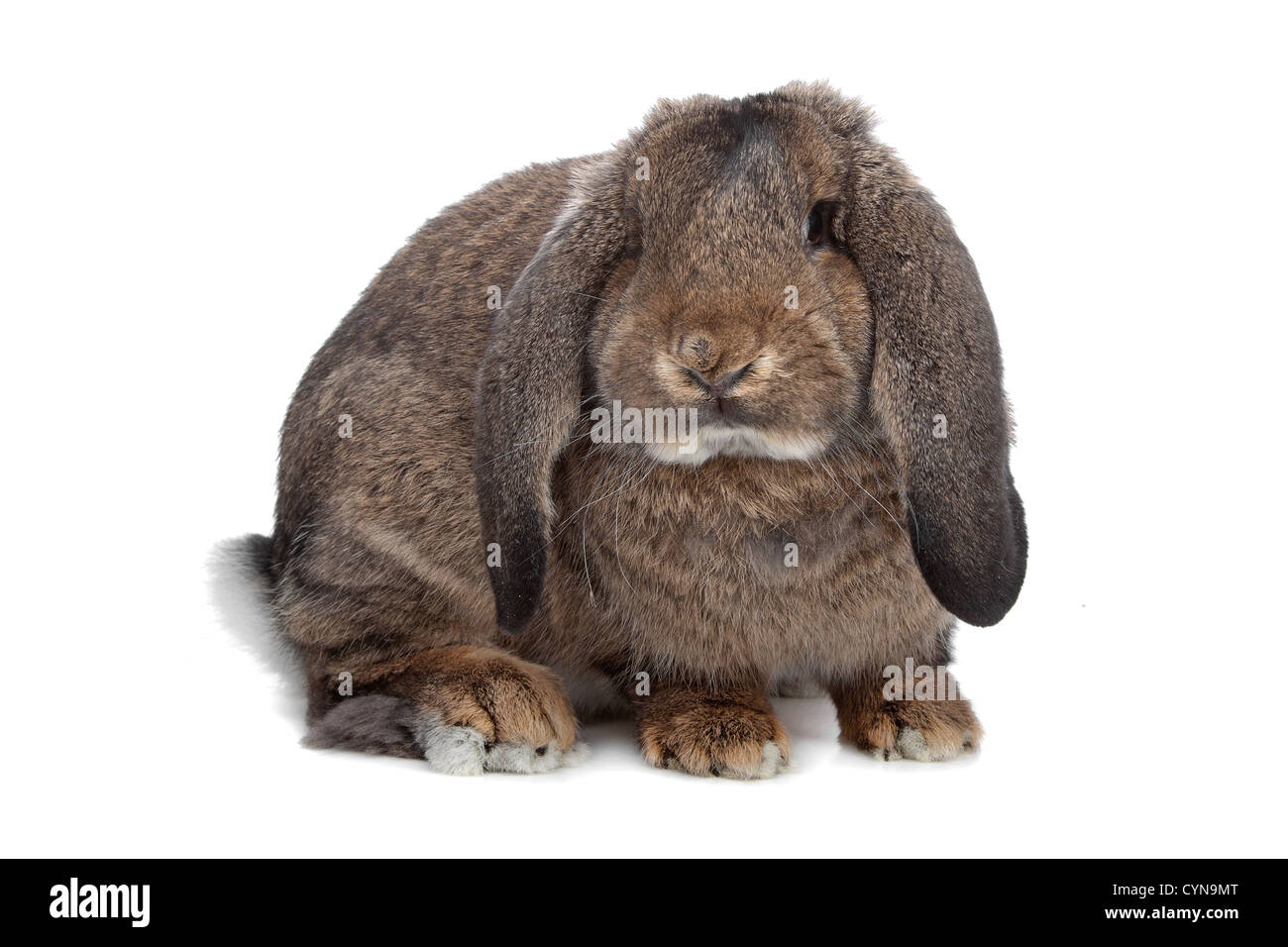 domestic rabbit isolated on white Stock Photo - Alamy