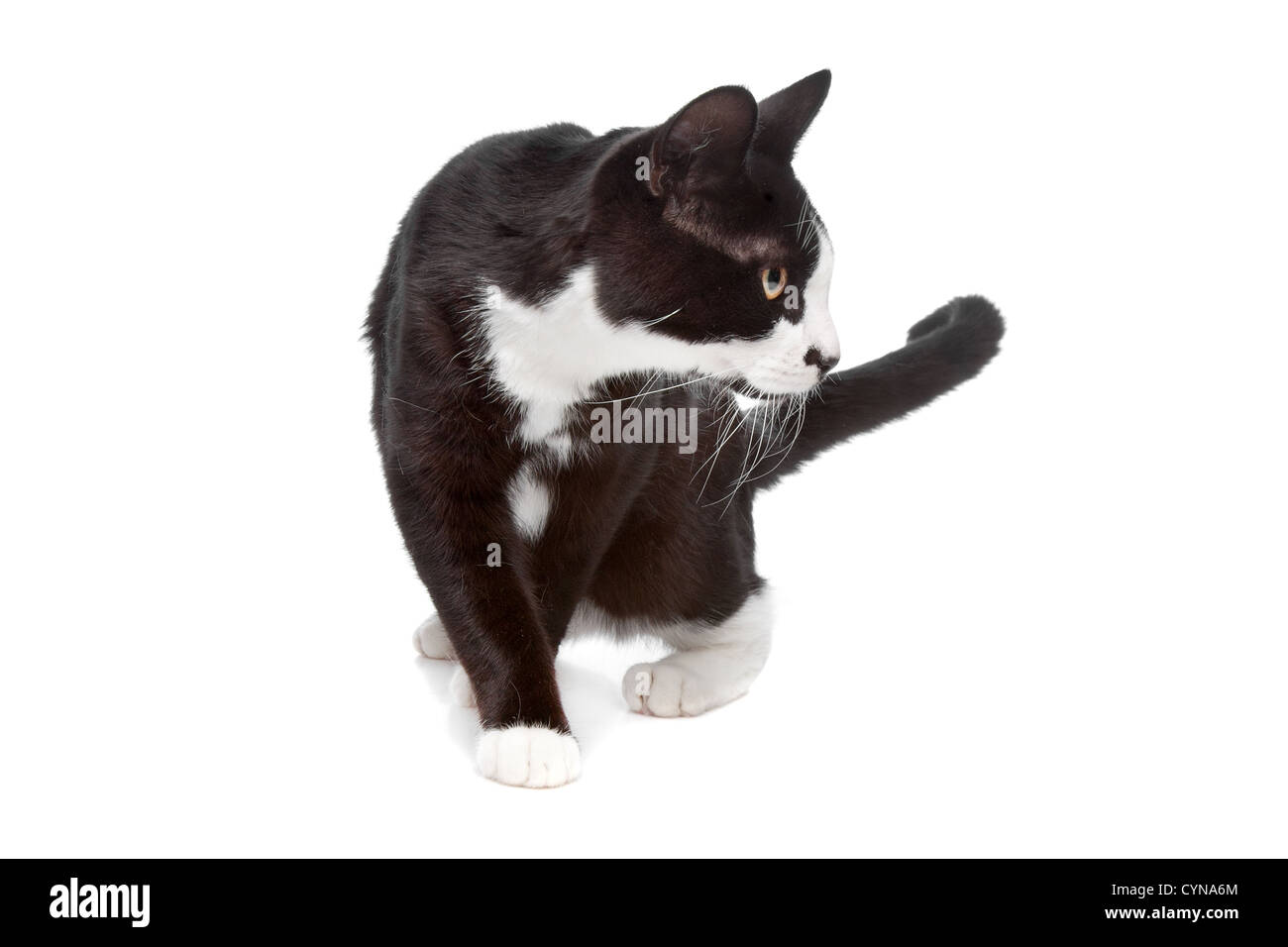 European short haired cat isolated on a white background Stock Photo ...