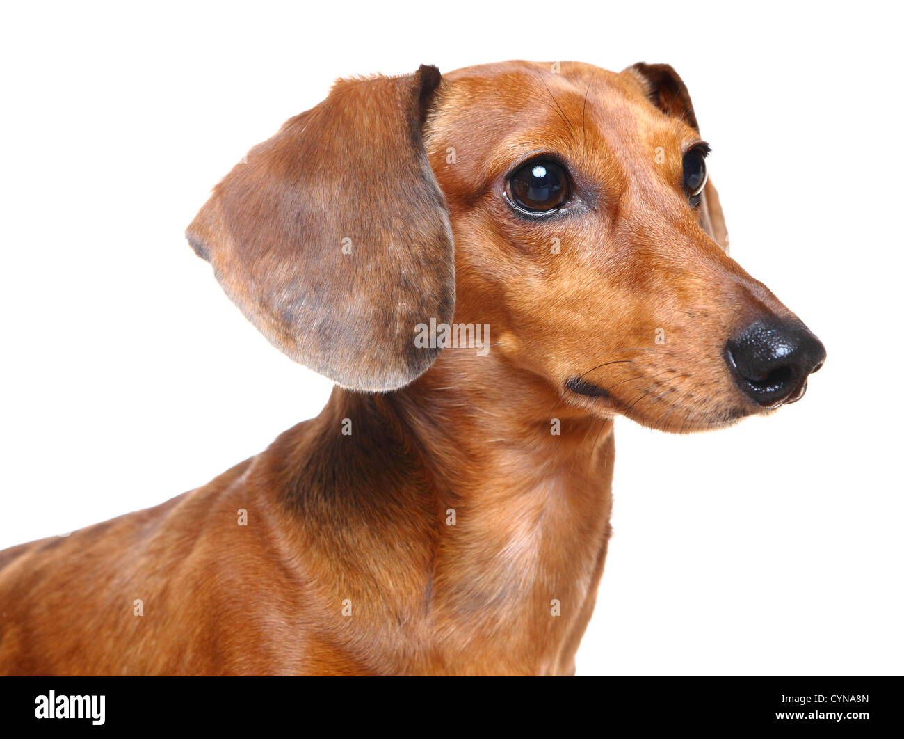 Picture of brown short hair dachshund dog Stock Photo - Alamy