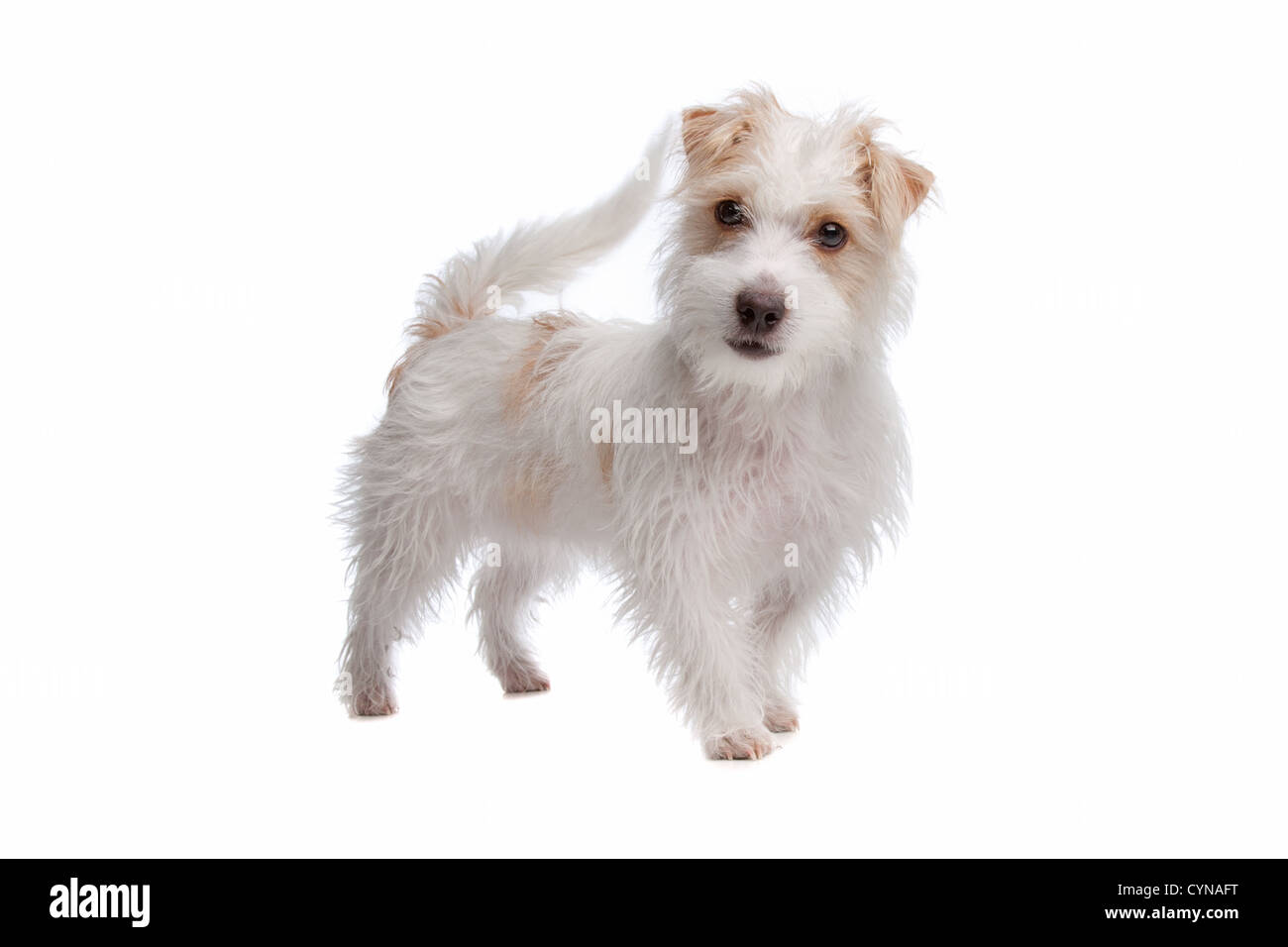 long haired Jack Russel terrier isolated on a white background Stock Photo  - Alamy
