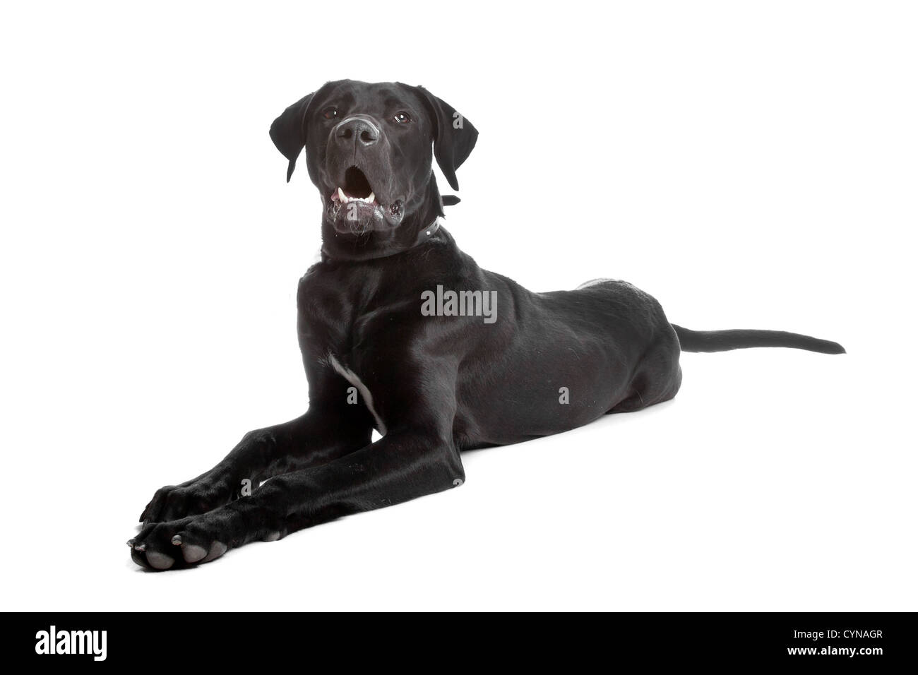 mixed breed dog. labrador/great dane Stock Photo