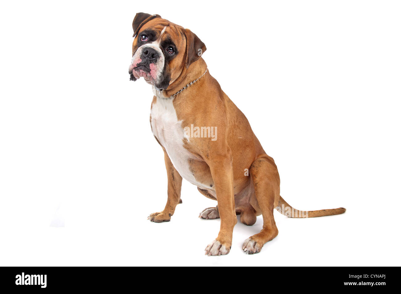 Boxer isolated on white Stock Photo - Alamy