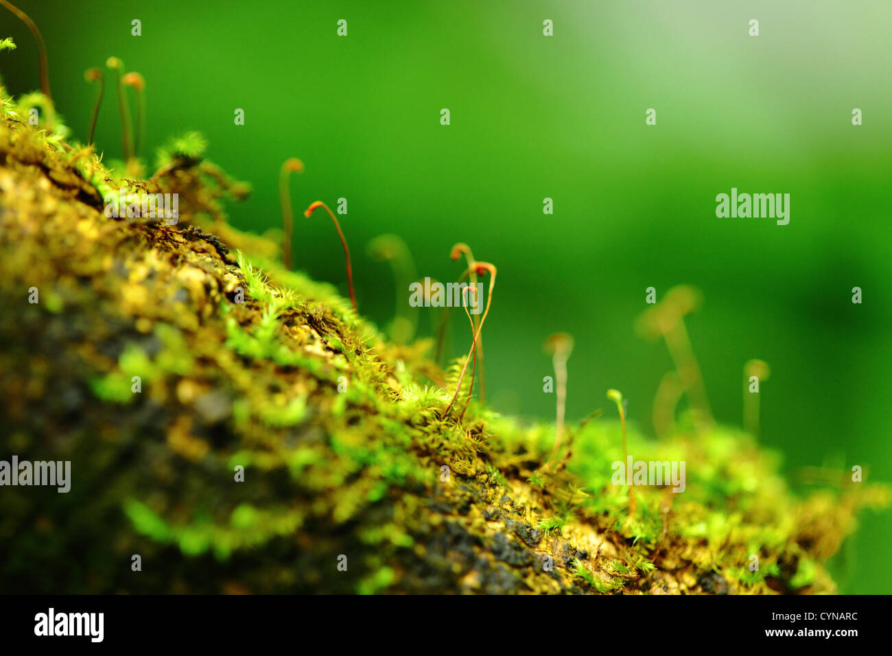 The moss hi-res stock photography and images - Alamy