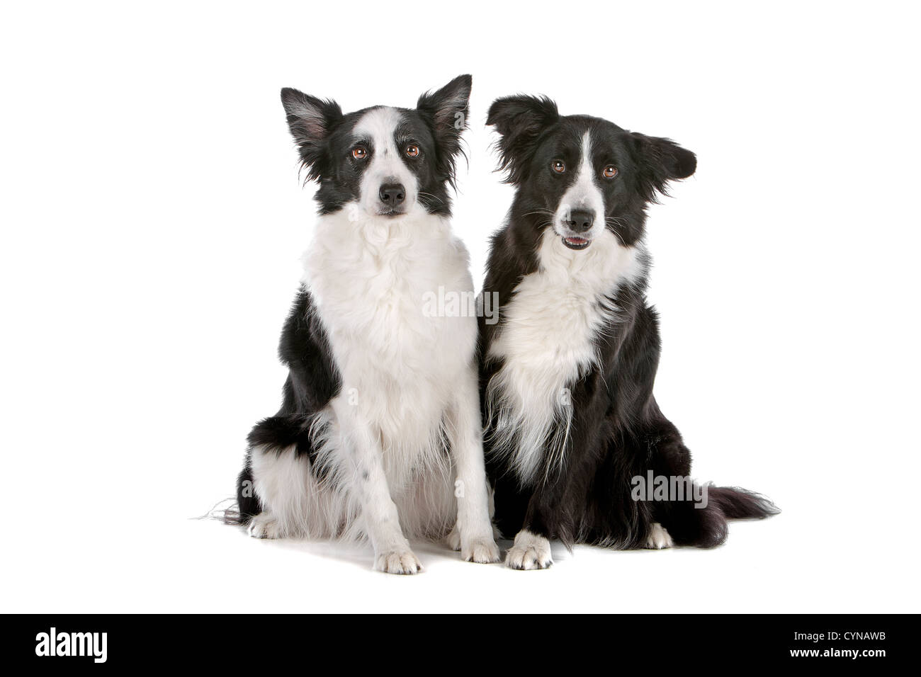 two border collie sheepdogs isolated on a white background Stock Photo ...