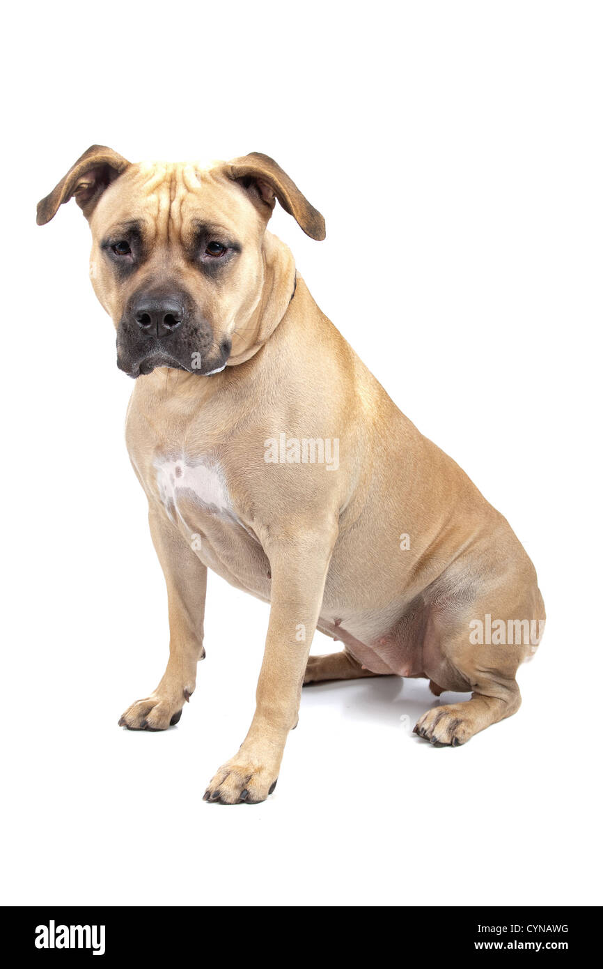 American Staffordshire Terrier isolated on white Stock Photo Alamy