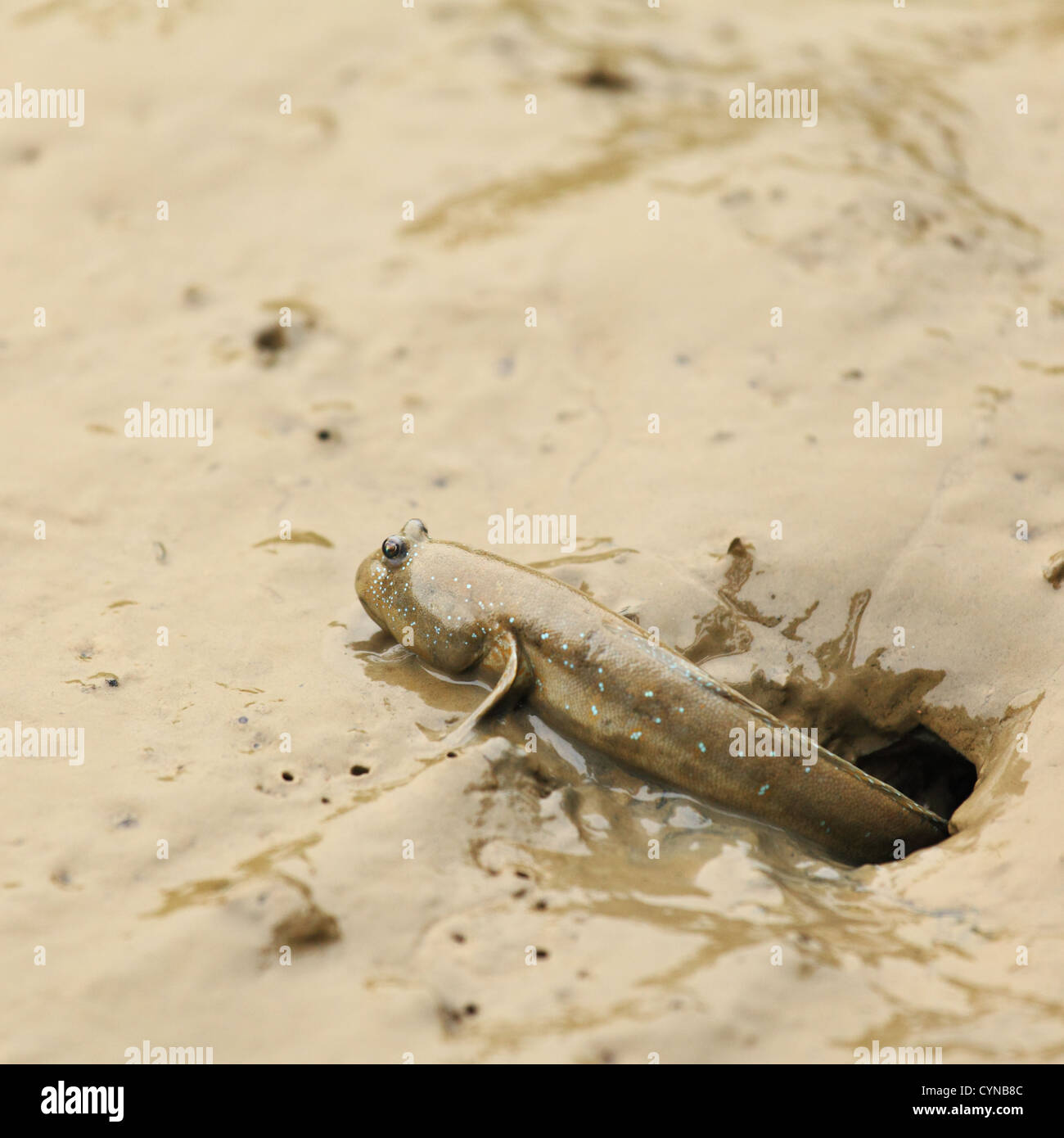 mudskipper Stock Photo