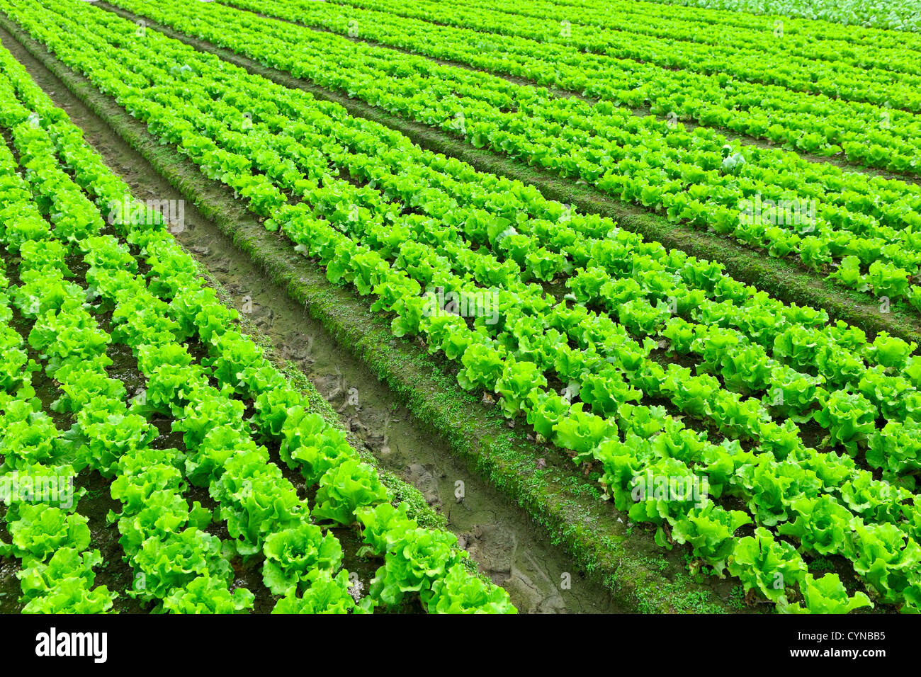 lettuce plant in field Stock Photo Alamy