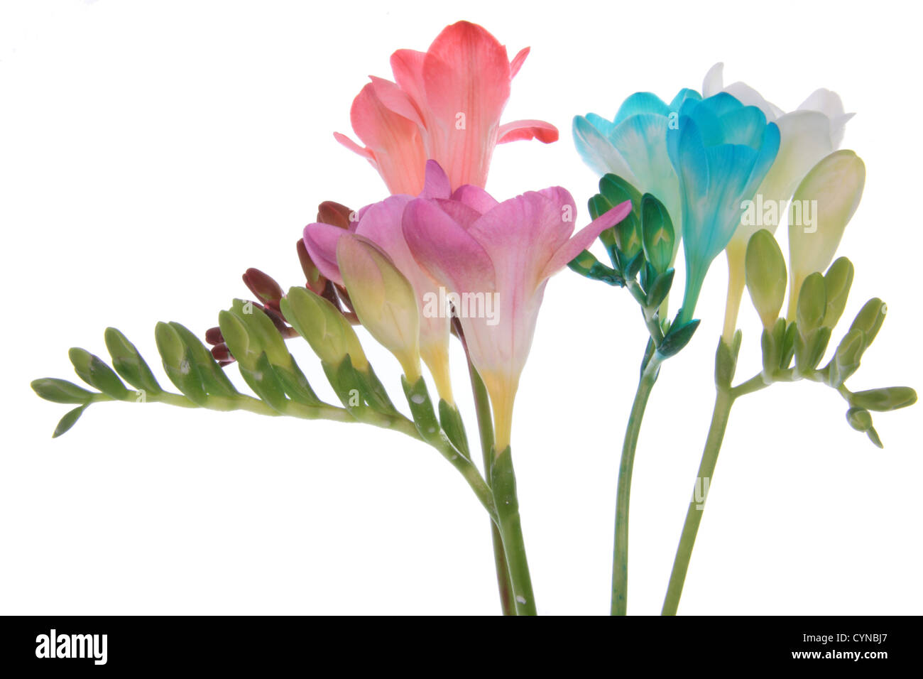 Pink, red,white and blue freesia isolated on white Stock Photo