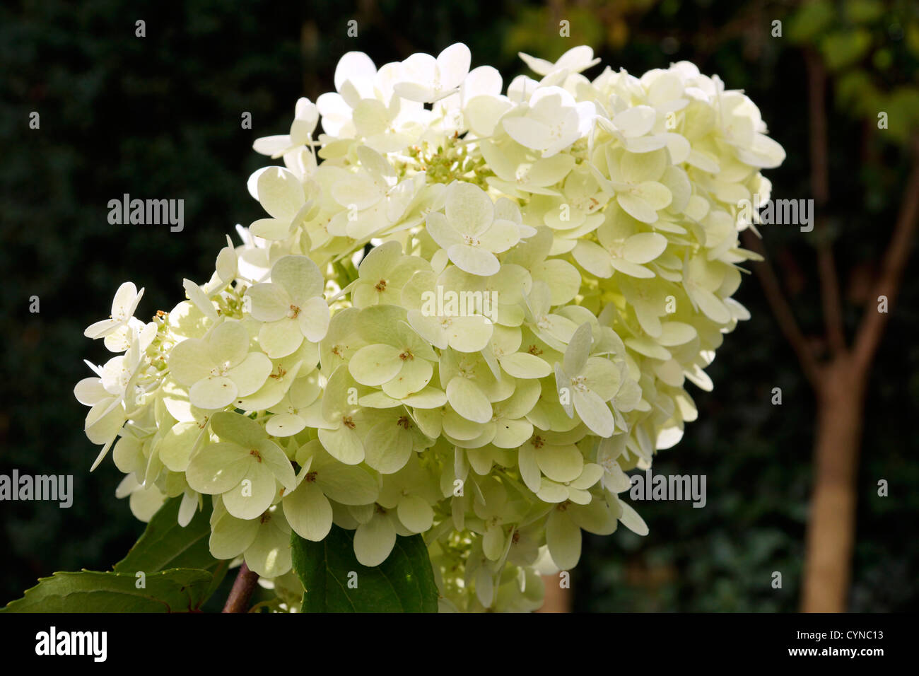 Flowering panicle hydrangea (Hydrangea paniculata) Stock Photo