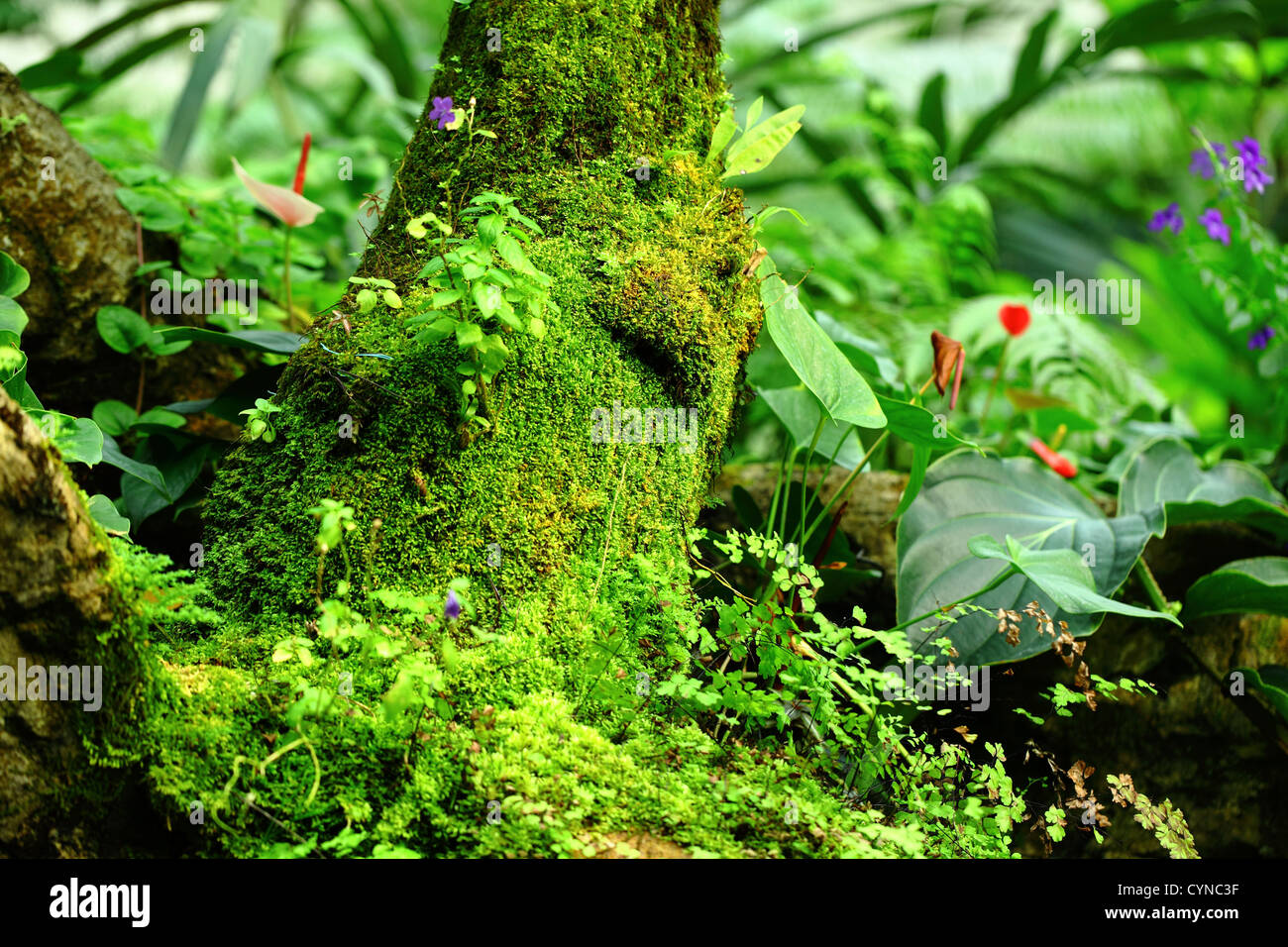 Tropical Rainforest Landscape Stock Photo Alamy