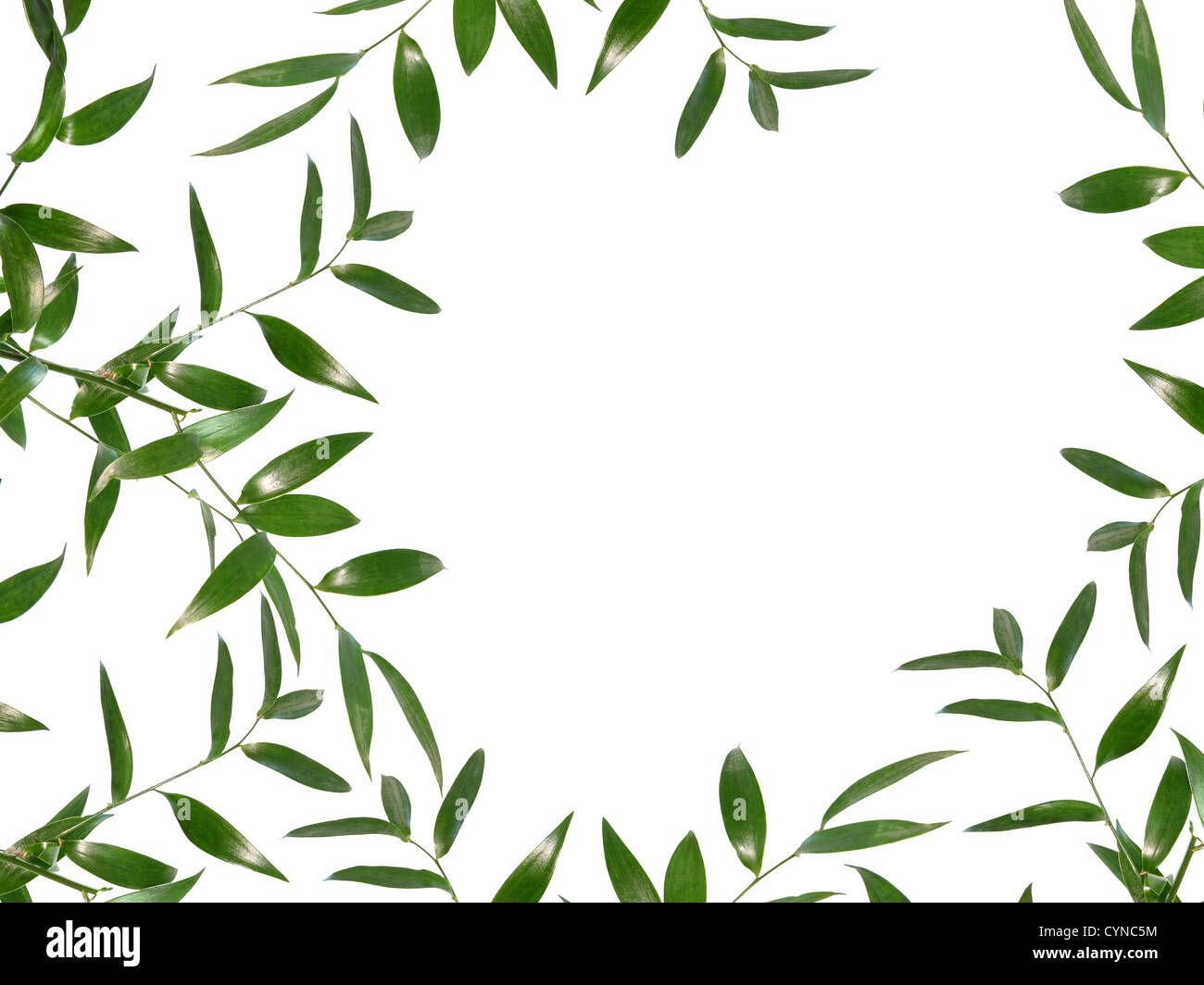 Beautiful green leaves border isolated on white background - SPA Stock