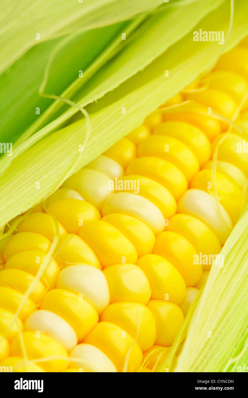 corn cob Stock Photo