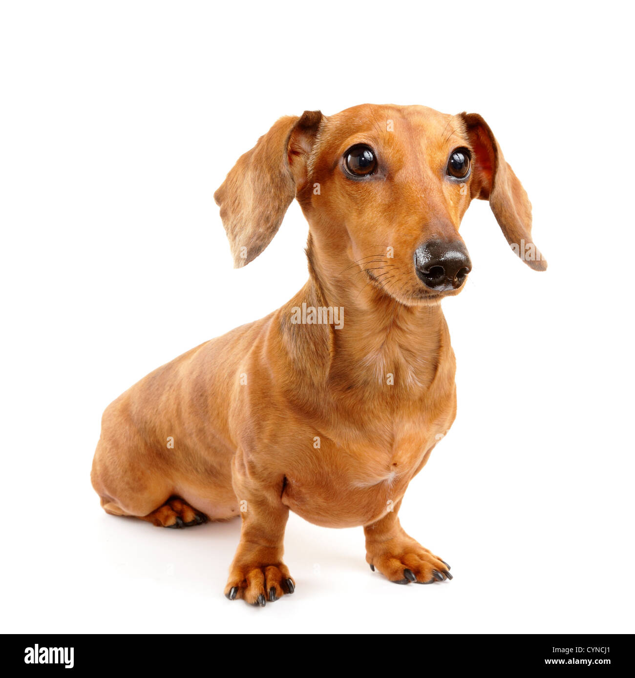 Short hair dachshund hi-res stock photography and images - Alamy