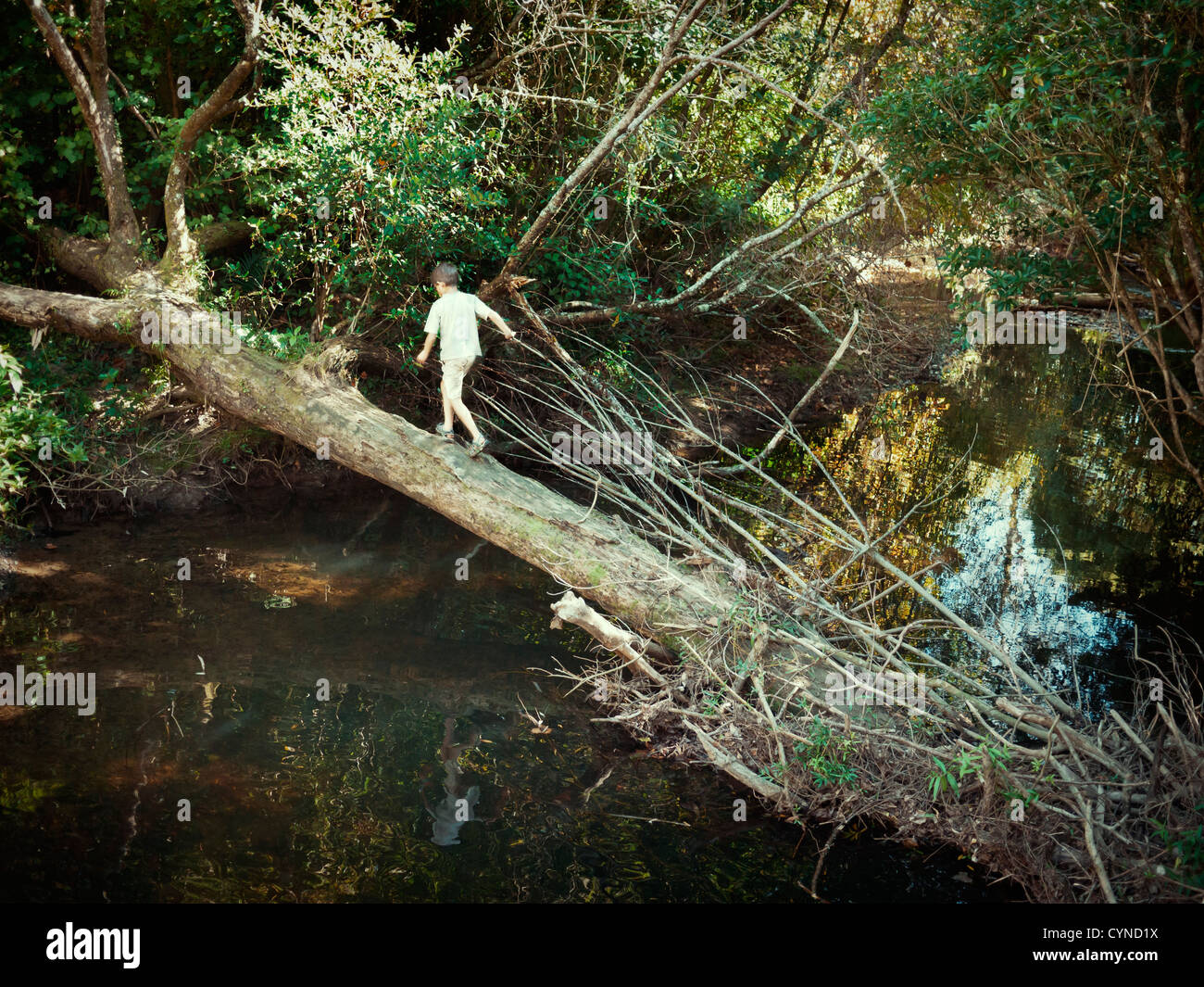 Boy crosses river on fallen tree bridge. Stock Photo