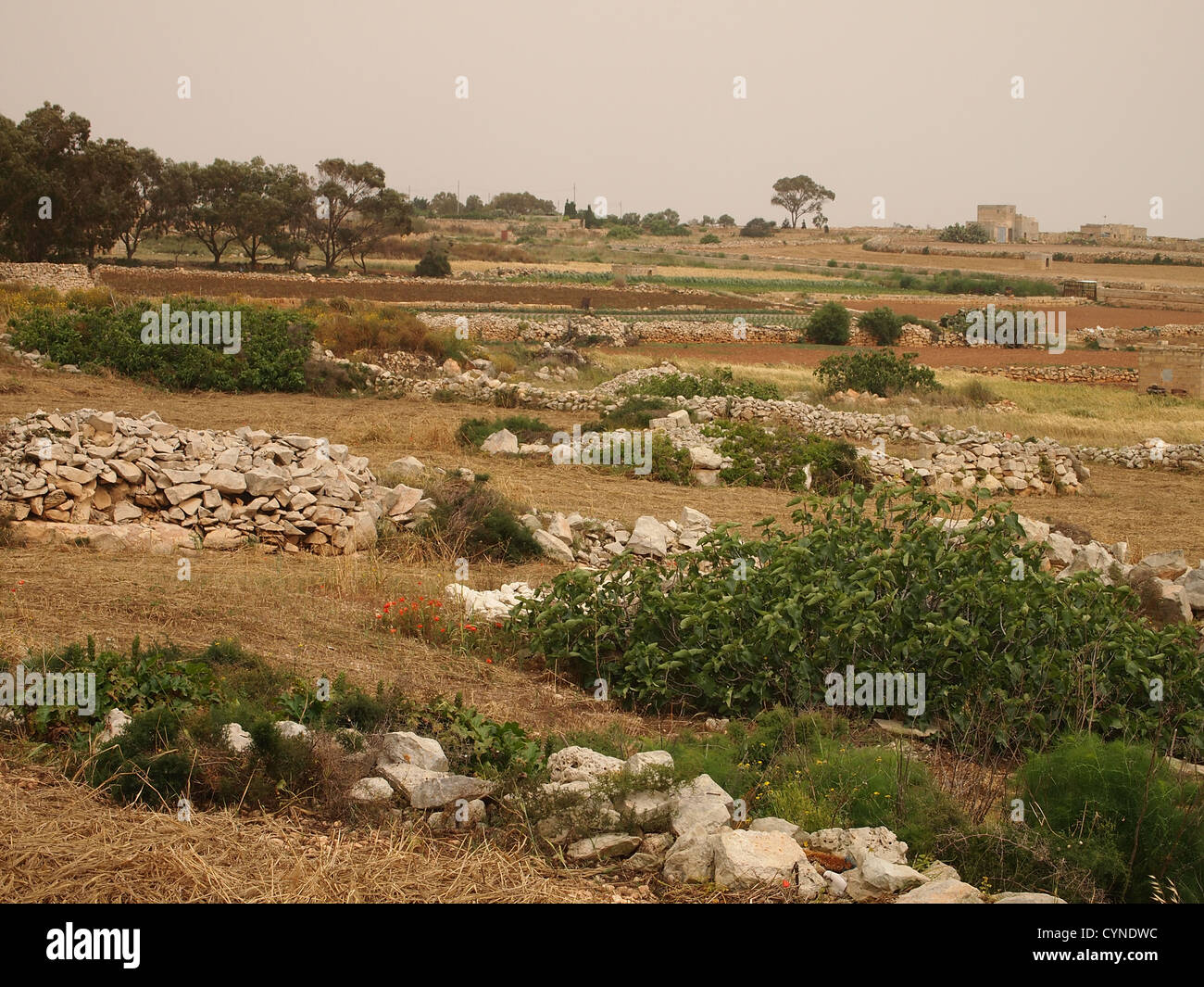 An interesting field on Malta Stock Photo
