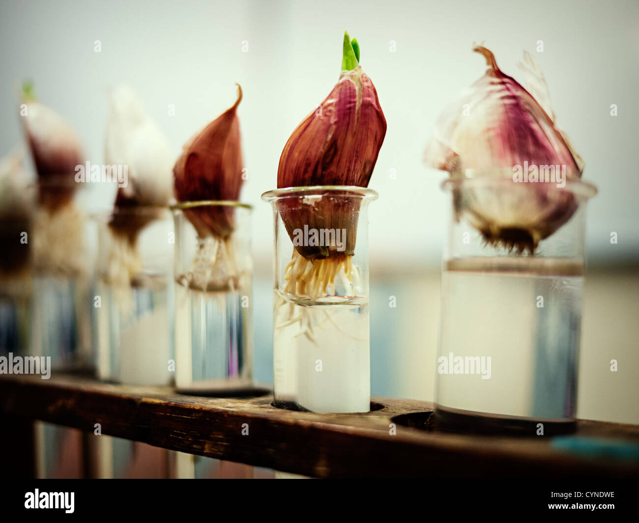 Garlic bulbs growing roots in test tubes Stock Photo Alamy