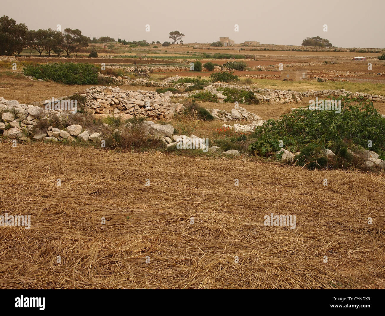 An interesting field on Malta island Stock Photo