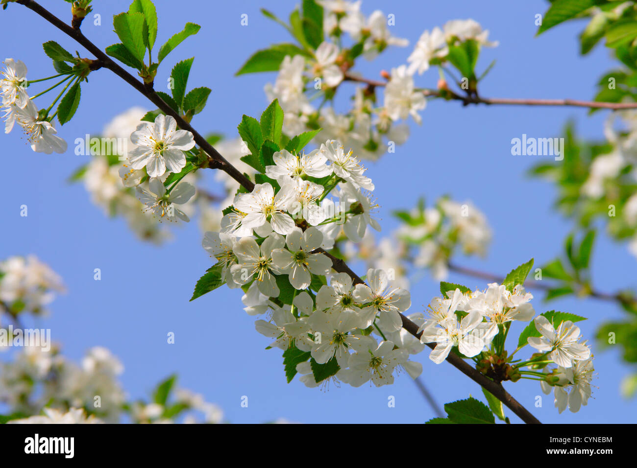 Cherry blossom scene hi-res stock photography and images - Alamy