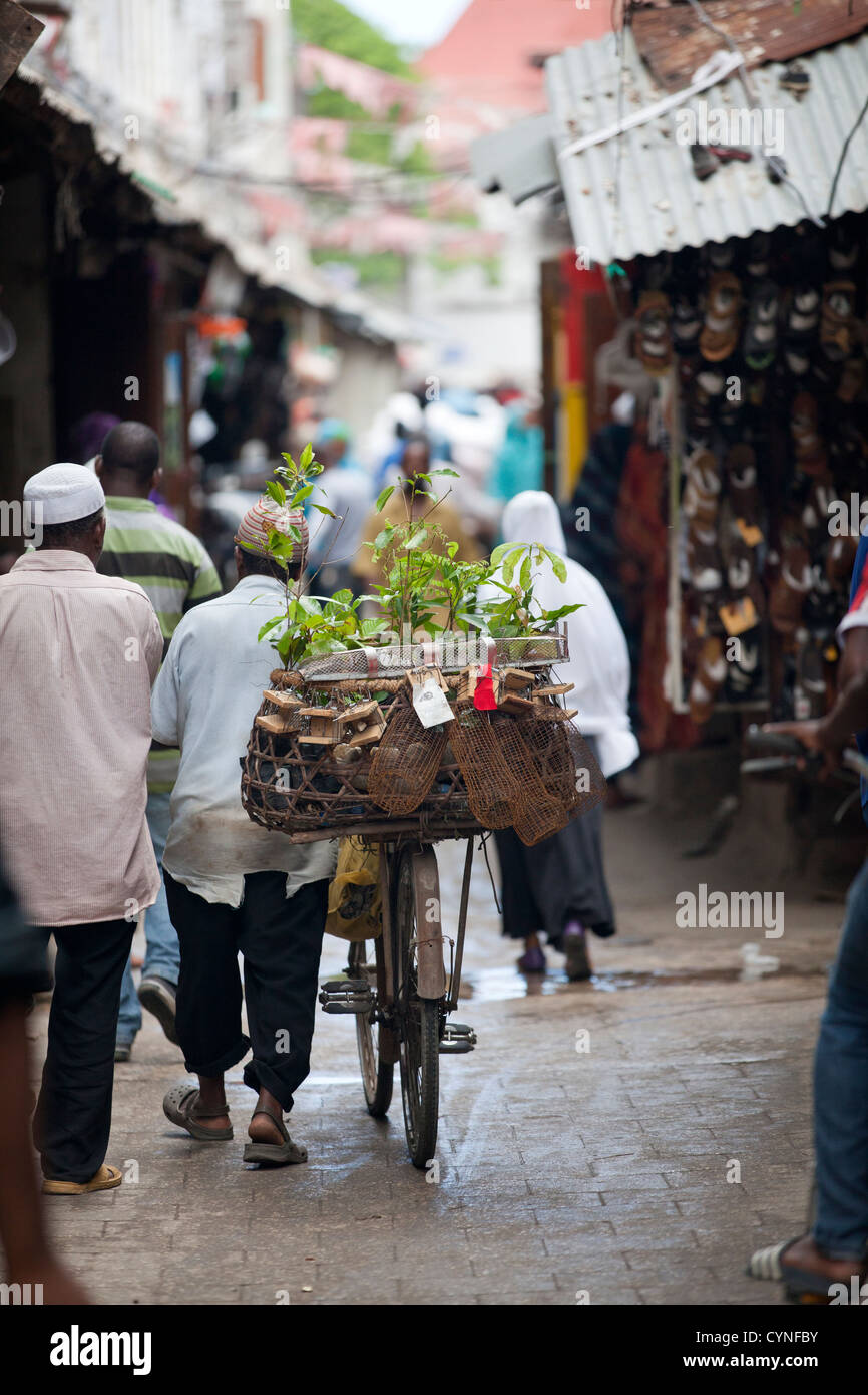 Zazibari plant seller pushing his bike through market street, StoneTown, Zanzibar, Tanzania. Stock Photo