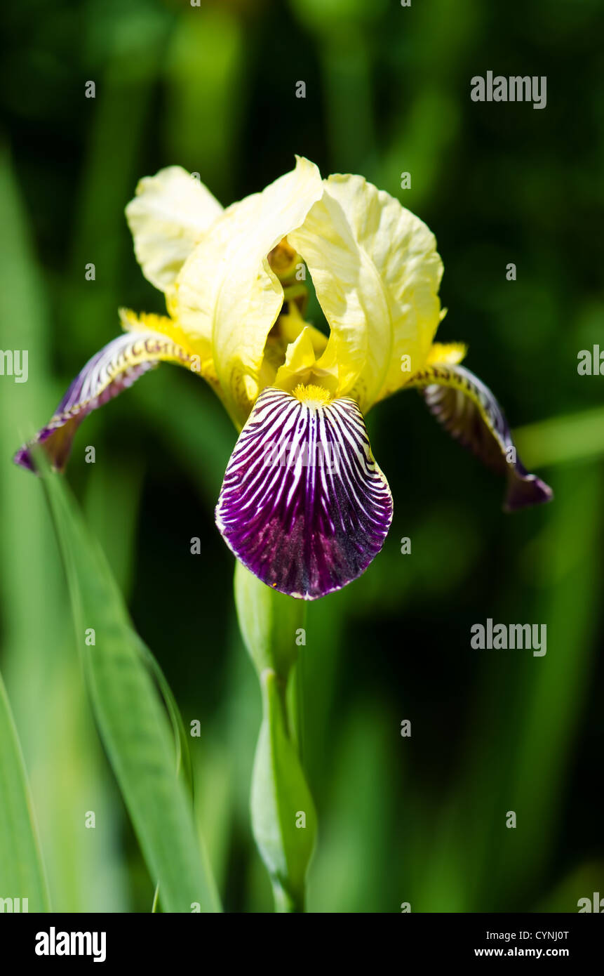 Iris (atropurpurea) in summer garden Stock Photo