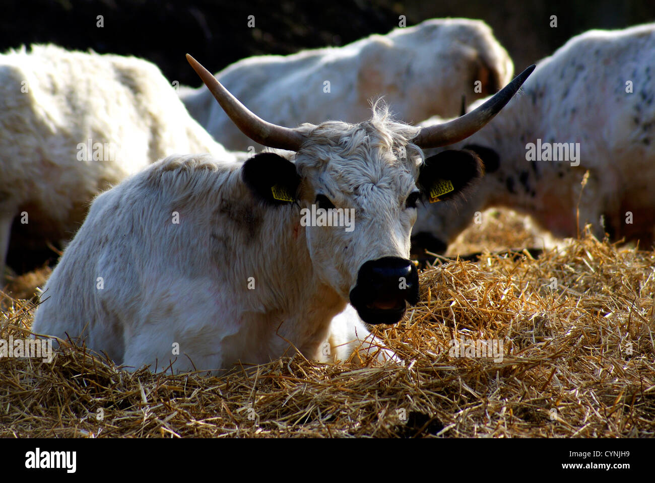 White Park Cow - Bos taurus Stock Photo