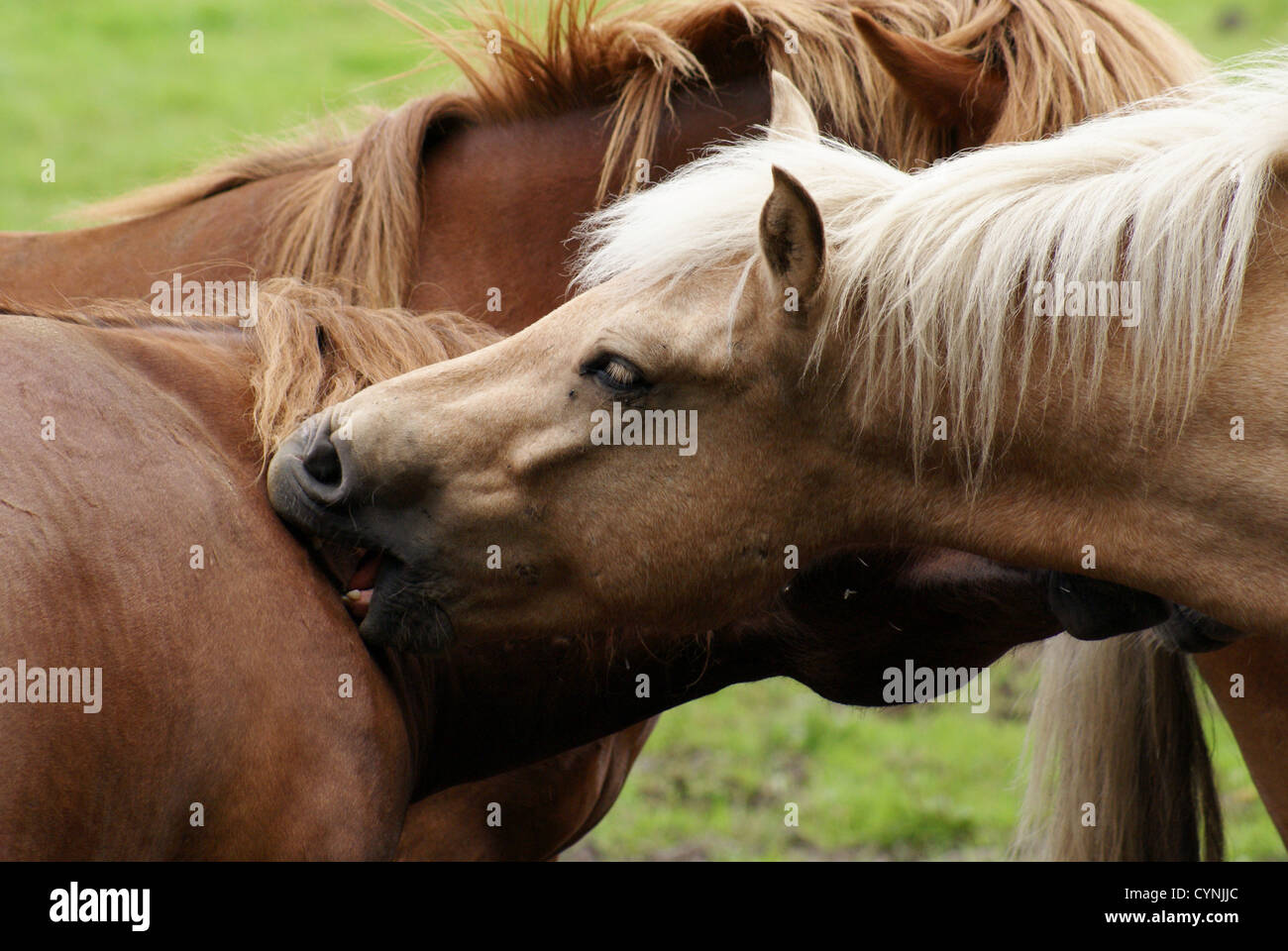 Wild Horses grooming each other Stock Photo