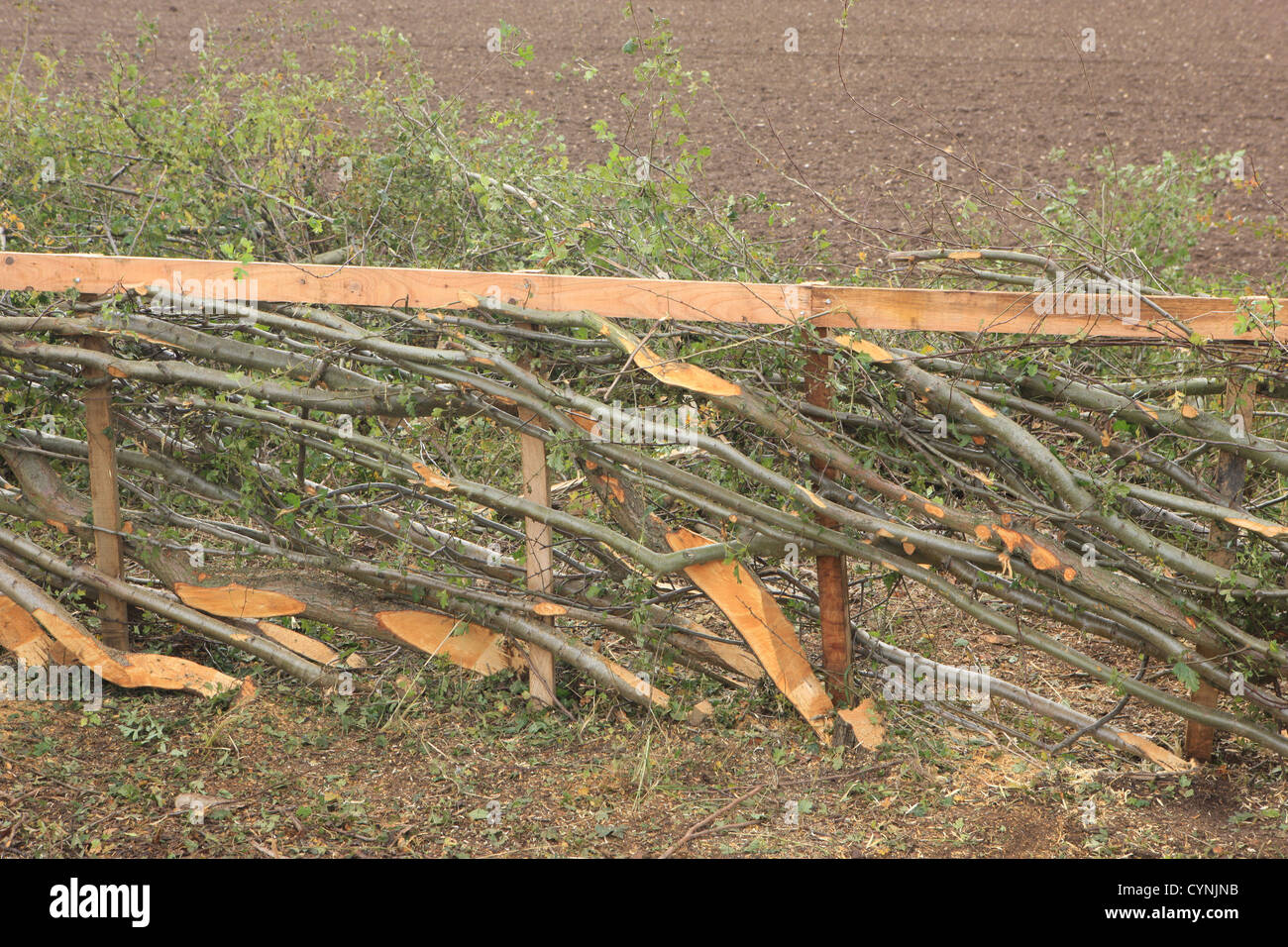 Traditional Yorkshire Style Hedging at the 34th National Hedge laying Championships Stock Photo