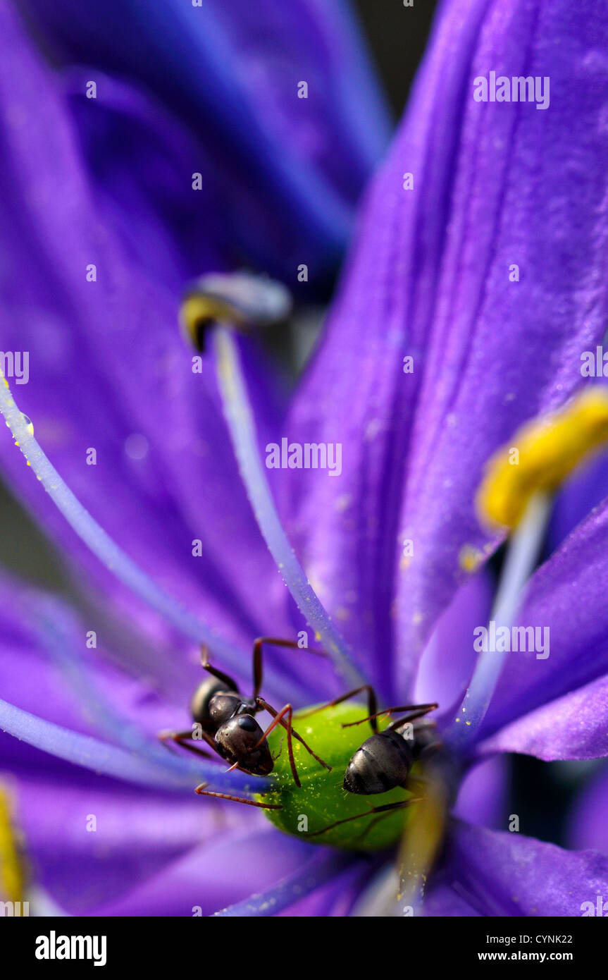 Ants inside a Common Camas (Camassia quamash) flower. Stock Photo