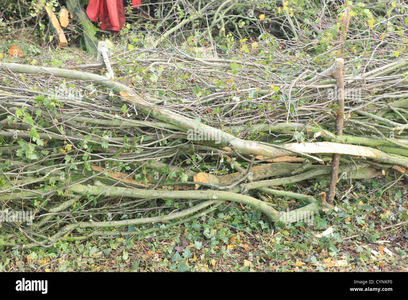 Traditional Devon Style Hedging at the 34th National Hedge laying Championships Stock Photo