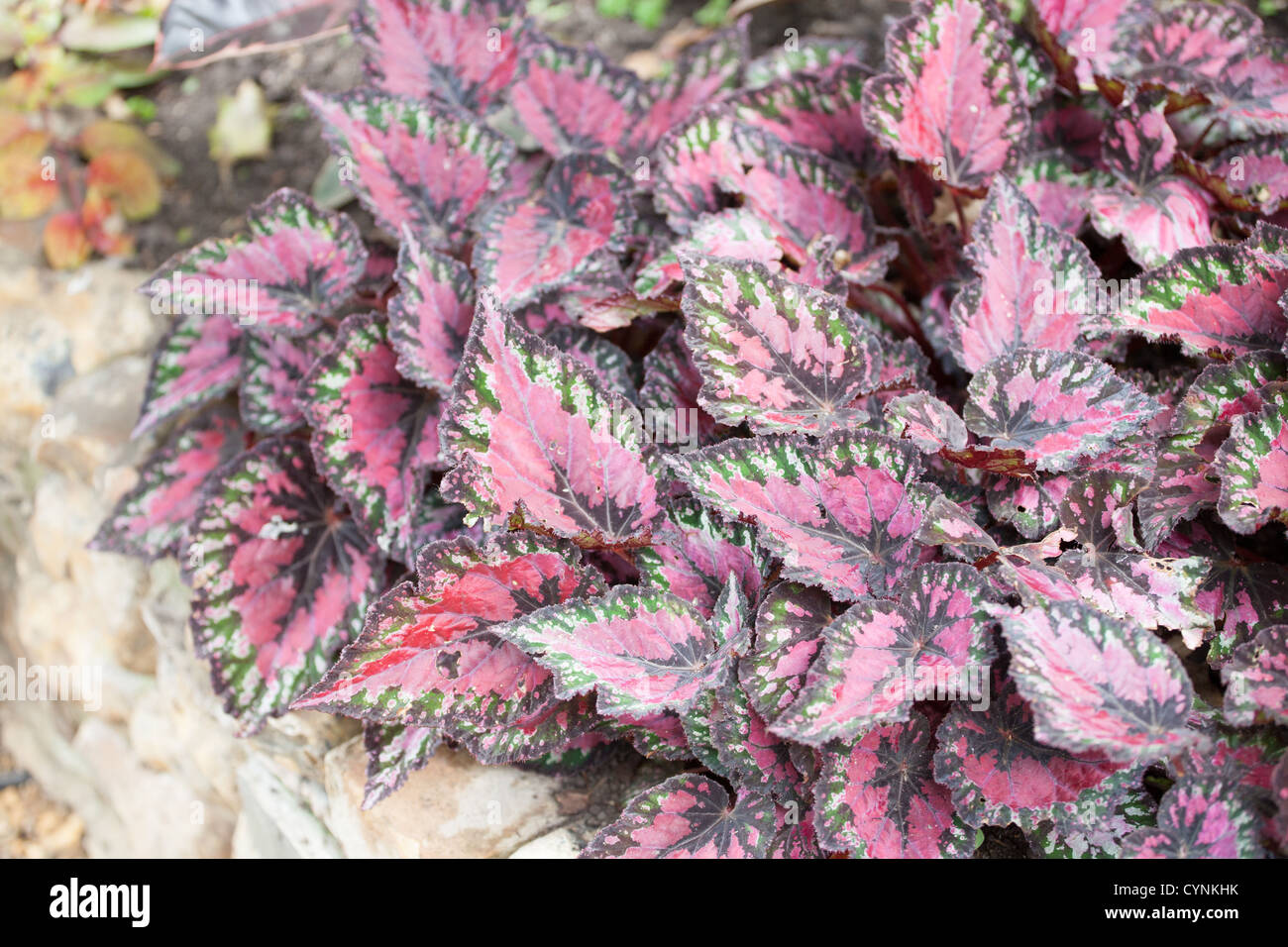 Begonia Rex - Purple leaves if this colourful plant Stock Photo