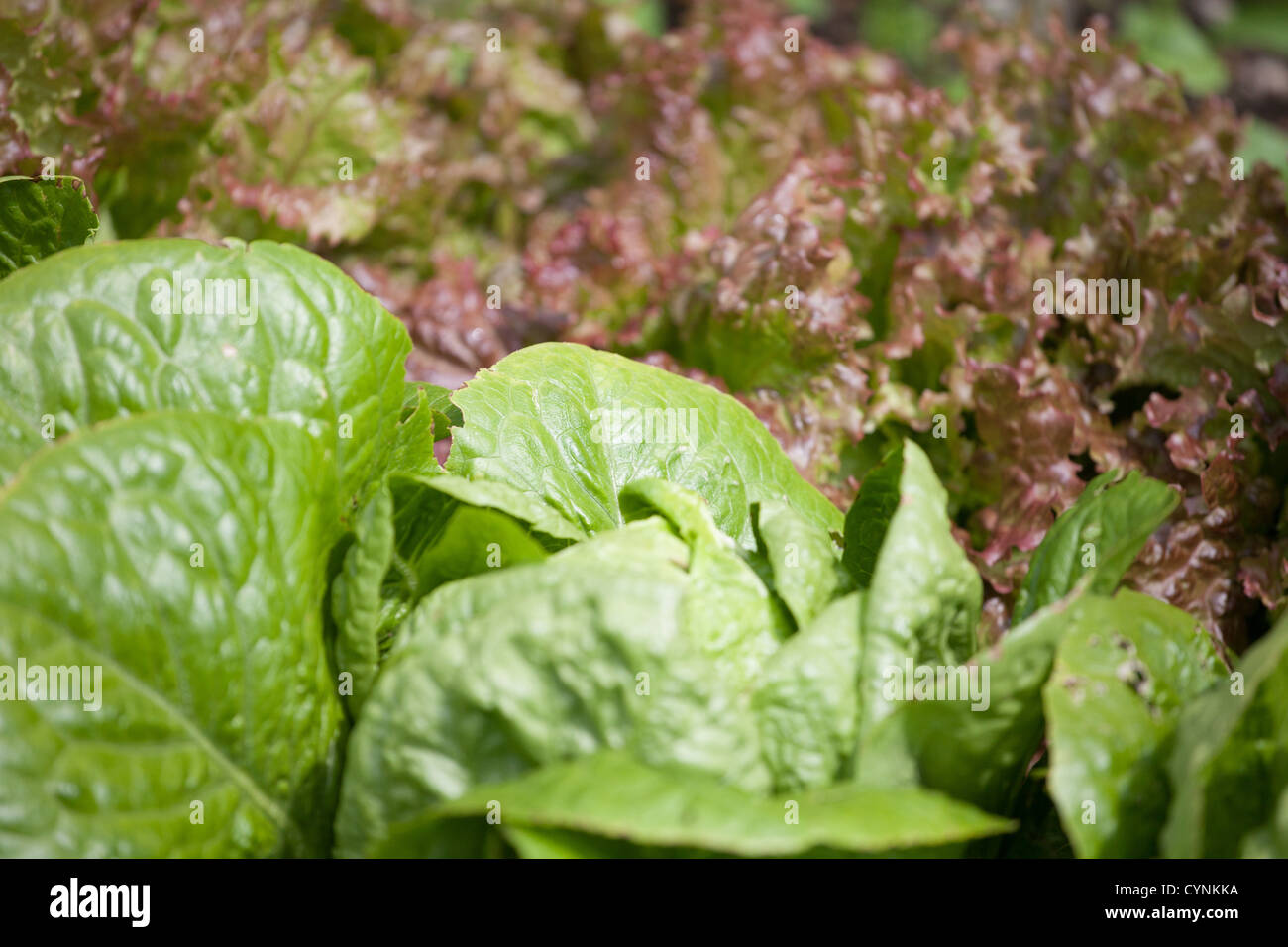 Close up of various different types of organic Lettuce growing in the allotment garden Stock Photo