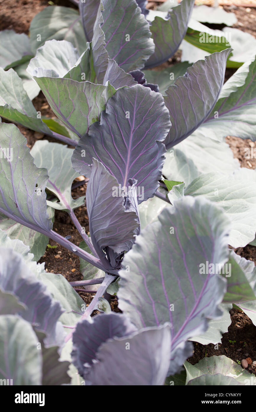 Purple Cabbage - Organic gardening in the allotment garden Stock Photo