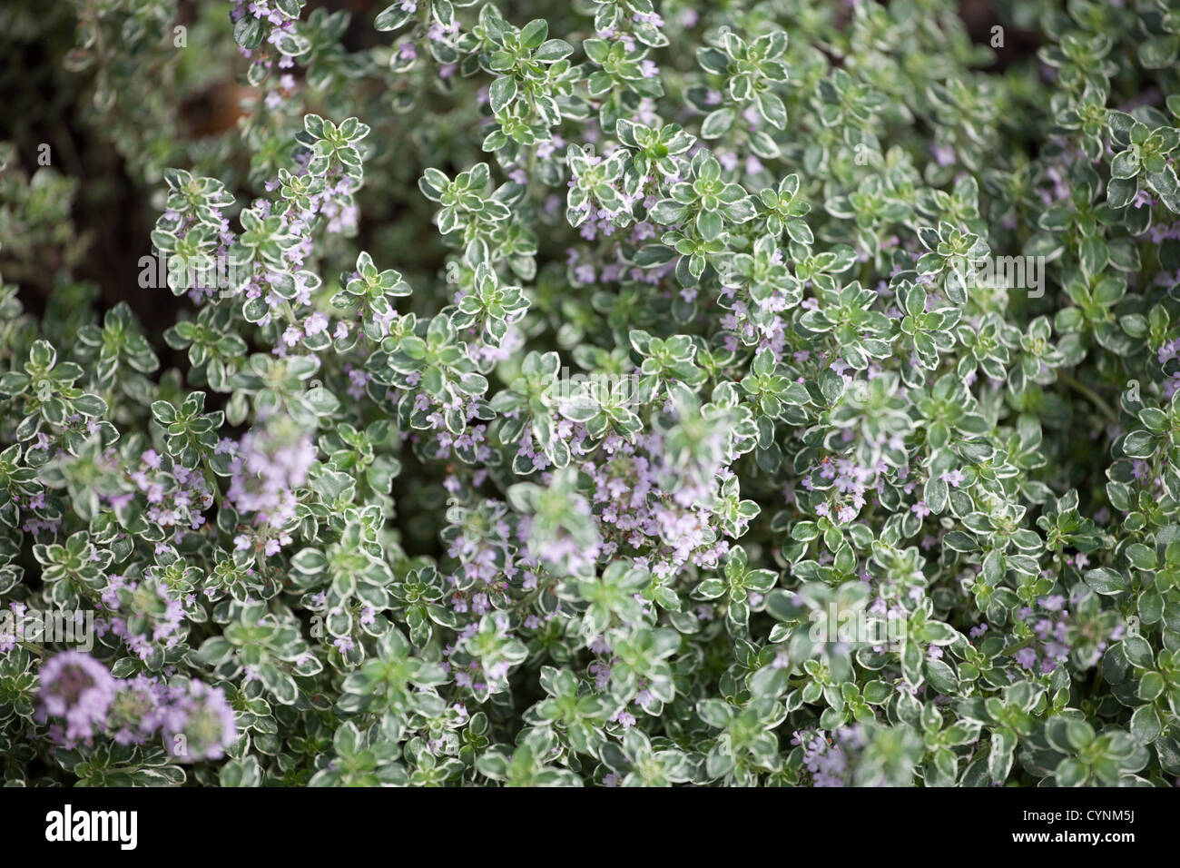 Variegated Thymus vulgaris Stock Photo Alamy