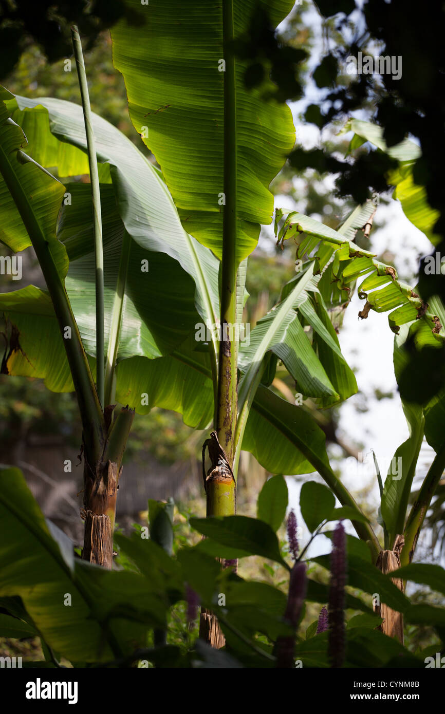 Musa Basjoo - Banana Leaves Stock Photo