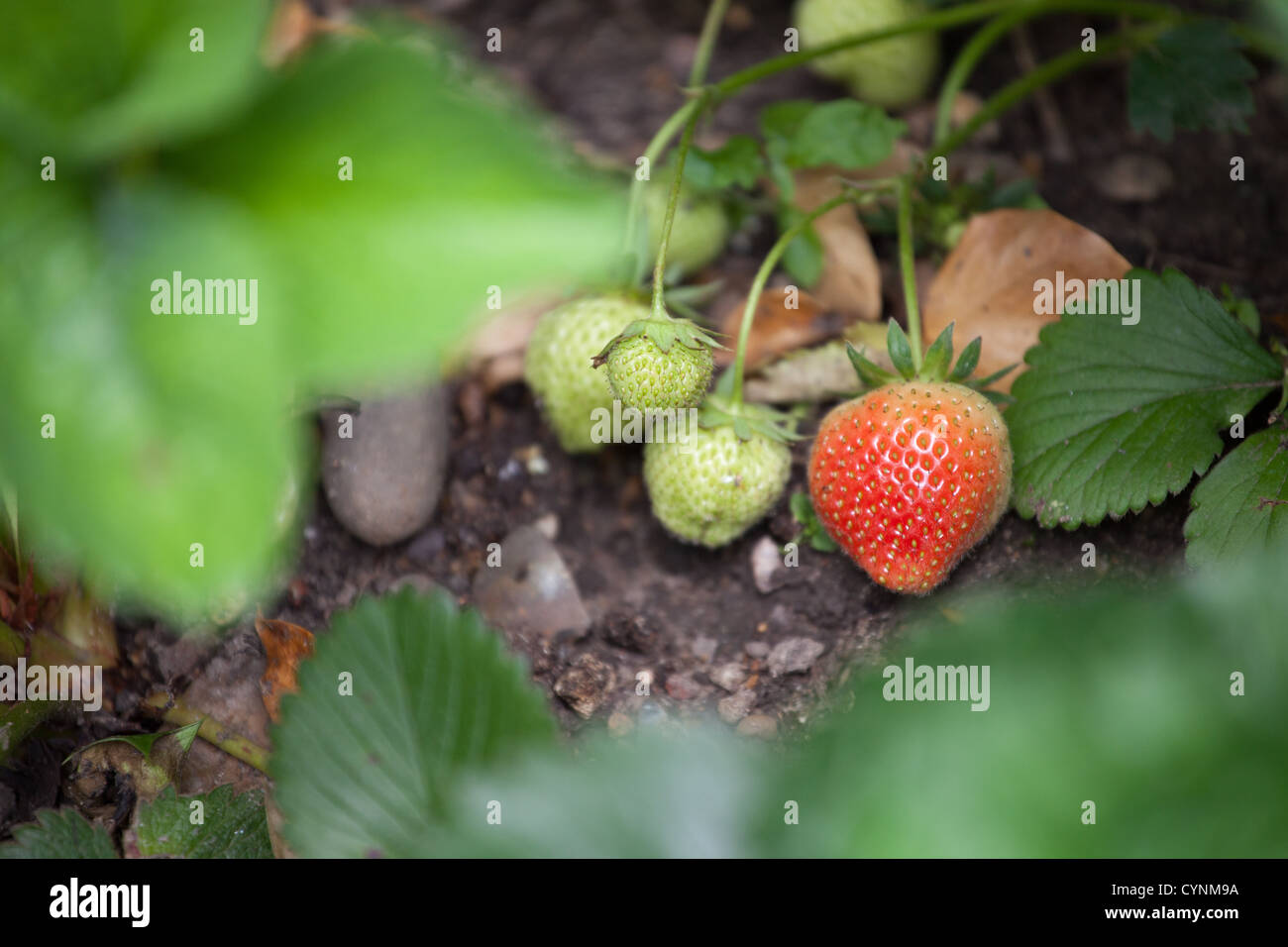 Fragaria × ananassa - Garden Strawberry Stock Photo