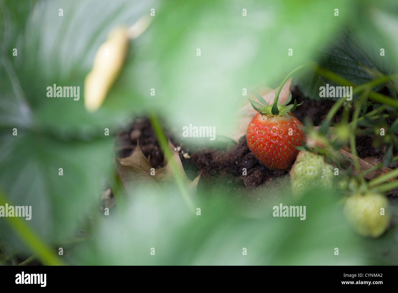 Fragaria × ananassa - Garden Strawberry Stock Photo