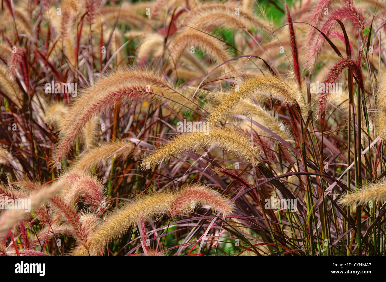 Lampenputzergras - Foxtail fountain grass 01 Stock Photo