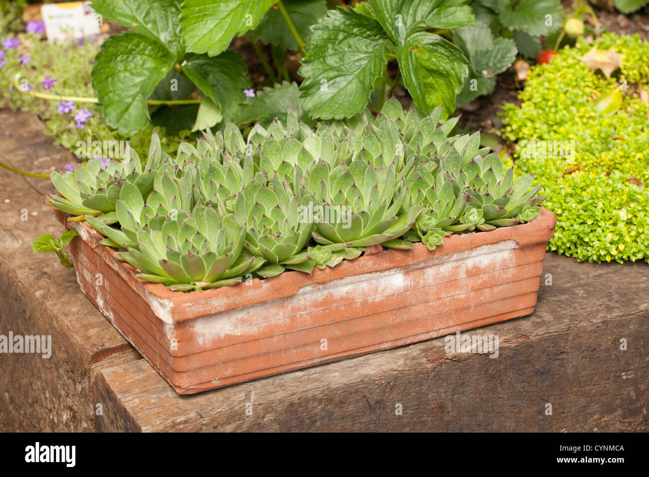 Sempervivum (known as Houseleeks or Liveforever) Growing in a terracotta pot Stock Photo