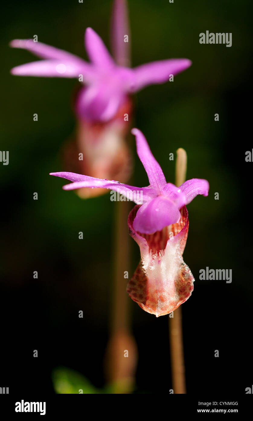 A pair of Calypso orchids Stock Photo