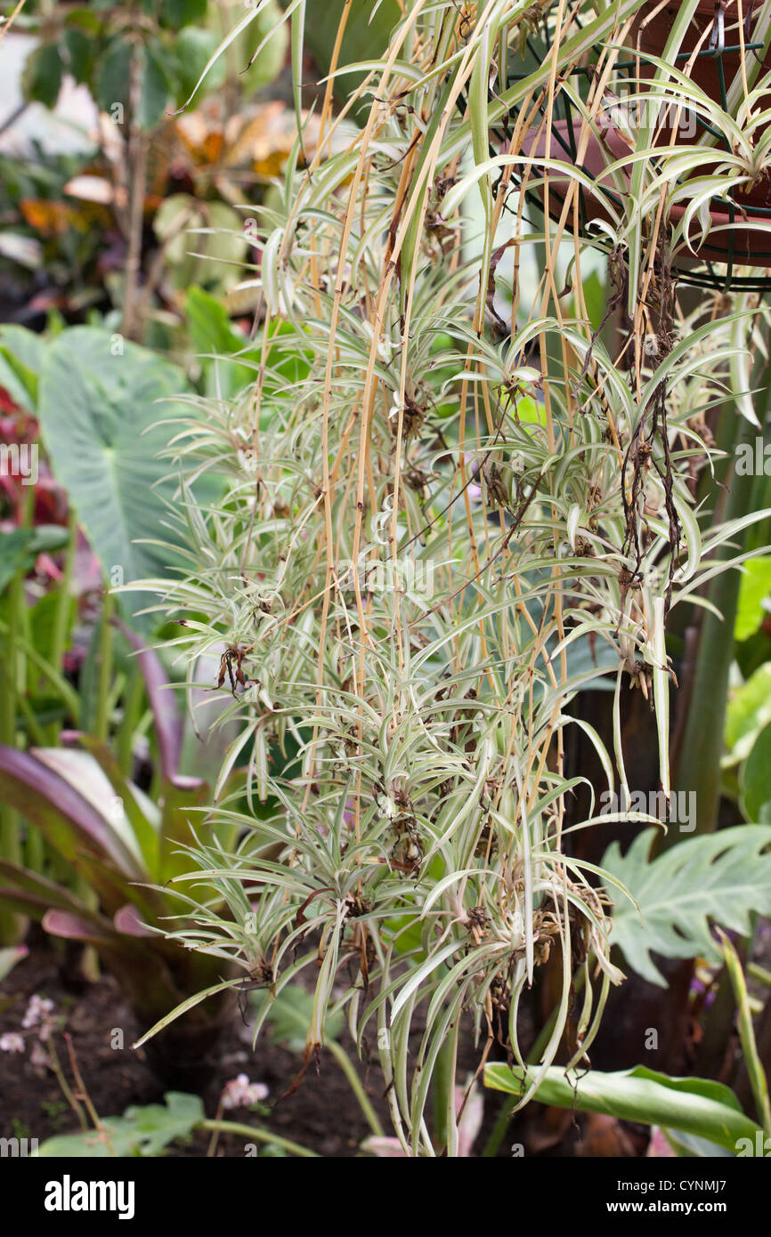 Chlorophytum (Spider Plant) Stock Photo