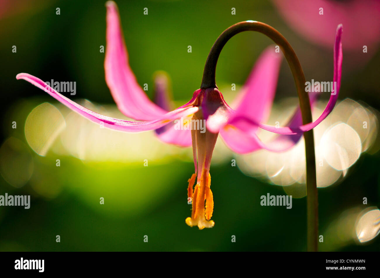 Pink fawn lily Stock Photo