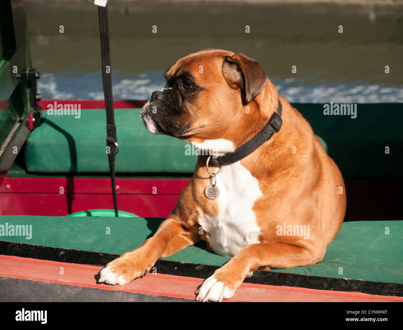 A brown and white Boxer dog on a narrowboat on the Grand Union Canal at Marsworth, Buckinghamshire, UK Stock Photo